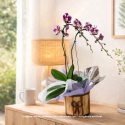 Orquídea Phalaenopsis Cascata 2 Hastes Pote 15 - Cor Variada Orquídea Phalaenopsis Cascata 2 Hastes Pote 15 - Cor Variada